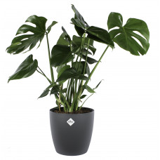 Monstera Deliciosa Struik met sierpot