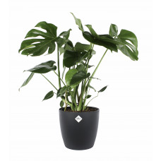 Monstera in ELHO sierpot (zwart)