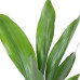 Aspidistra