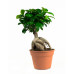 Ficus Gin Seng