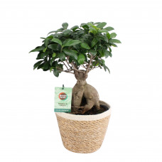 Ficus Ginseng met vertakte wortel in Noah Korb