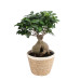 Ficus Ginseng met vertakte wortel in Noah Korb