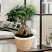 Ficus Ginseng met vertakte wortel in Noah Korb