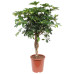 Schefflera Arboricola Gold Capella