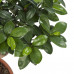 Ficus Gin Seng Bonsai