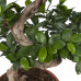 Ficus Gin Seng Bonsai