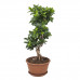 Ficus Gin Seng Bonsai