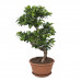 Ficus Gin Seng Bonsai