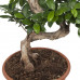 Ficus Gin Seng Bonsai