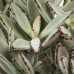 Kalanchoe tomentosa