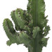 Euphorbia cactus