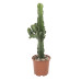 Euphorbia cactus