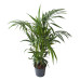 Kentia Palm