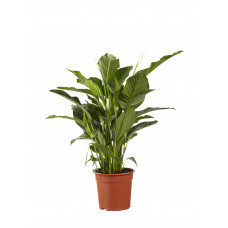 Lepelplant Spathiphyllum Sweet Lauretta