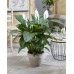 Lepelplant Spathiphyllum Sweet Lauretta