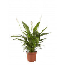 Lepelplant Spathiphyllum Vivaldi