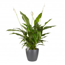 Lepelplant Spathiphyllum Vivaldi Elho Brussels Round Antracite