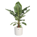 Musa in ® ELHO b.for soft sierpot