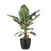 Musa bananenplant met Elho Brussels Round pot Black