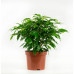 Ficus Green Kinky