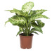 Dieffenbachia Mars