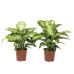 Dieffenbachia Mars