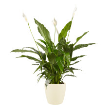 Lepelplant Spathiphyllum Vivaldi Elho Brussels Round Soap