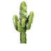 Euphorbia cactus (Erytrea)