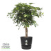 Schefflera Arboricola Gold Capella in Elho® Greenville pot