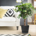 Schefflera Arboricola Gold Capella in Elho® Greenville pot