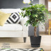 Schefflera Arboricola Gold Capella in Elho® Greenville pot