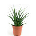 Sanseveria Fernwood Punky