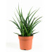 Sanseveria Fernwood Punky