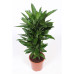 Dracaena Janet Lind