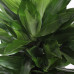 Dracaena Janet Lind