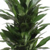 Dracaena Janet Lind