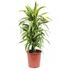 Dracaena Lemon Lime