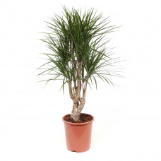 Dracaena Marginata