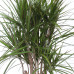 Dracaena Marginata