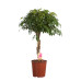 Schefflera Compacta, Vingersboom