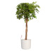 Vingersboom in ® ELHO b.for soft sierpot