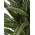 Drakenboom, Dracaena Warneckei