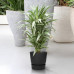 Dracaena Warneckei in Elho® Greenville pot