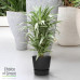 Dracaena Warneckei in Elho® Greenville pot