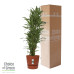 Dracaena Warneckei in Elho® Greenville pot