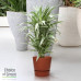 Dracaena Warneckei in Elho® Greenville pot