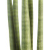 Sanseveria