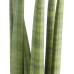 Sanseveria