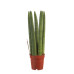 Sanseveria