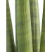 Sanseveria